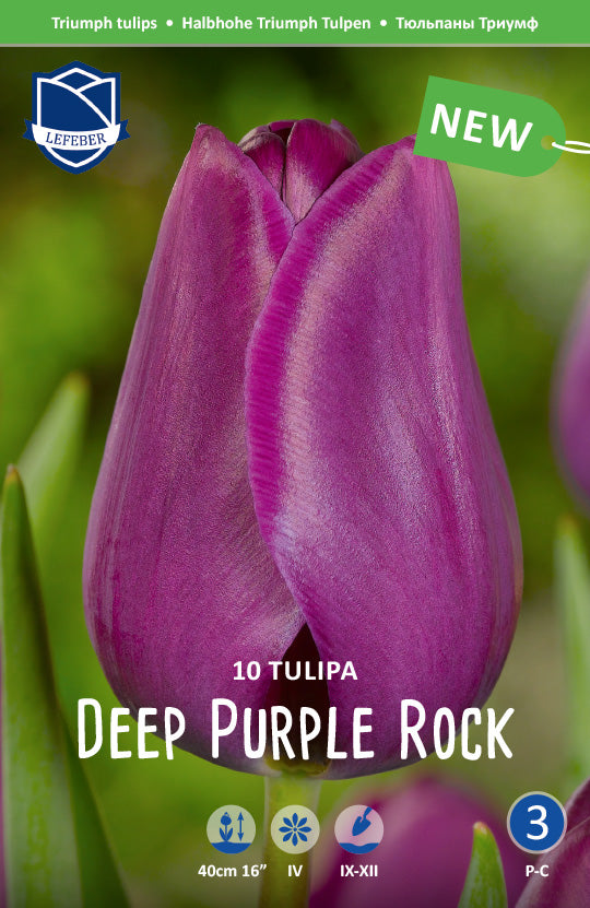 Tulipa Deep Purple Rock