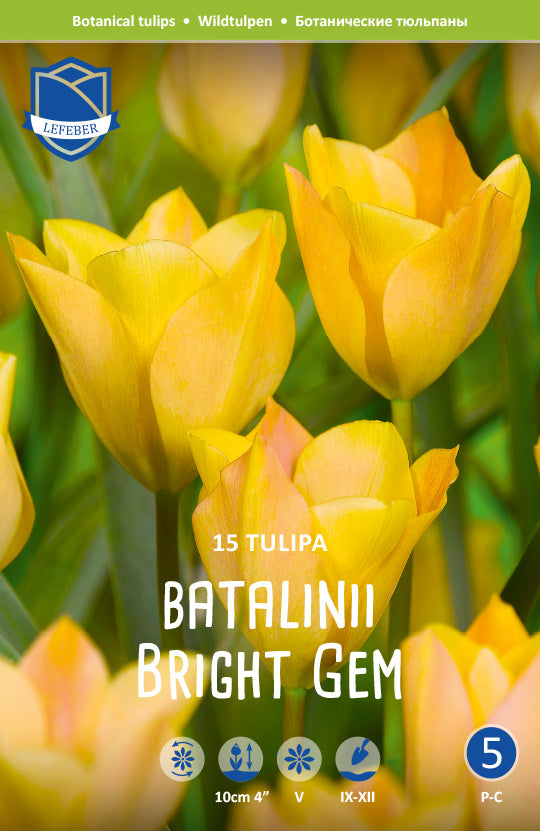 Tulipa Batalinii Bright Gem