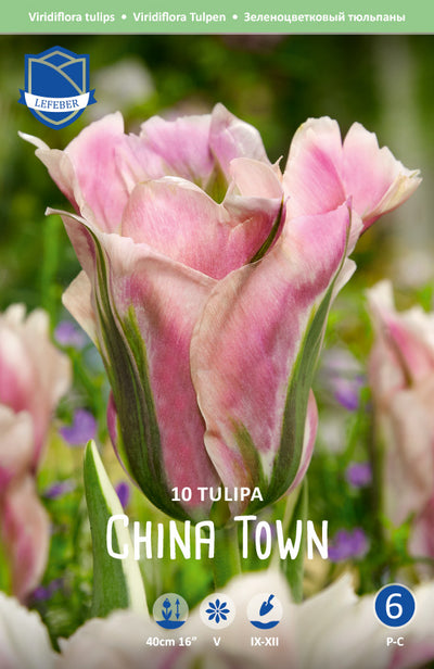 Tulipa China Town Jack the Grower