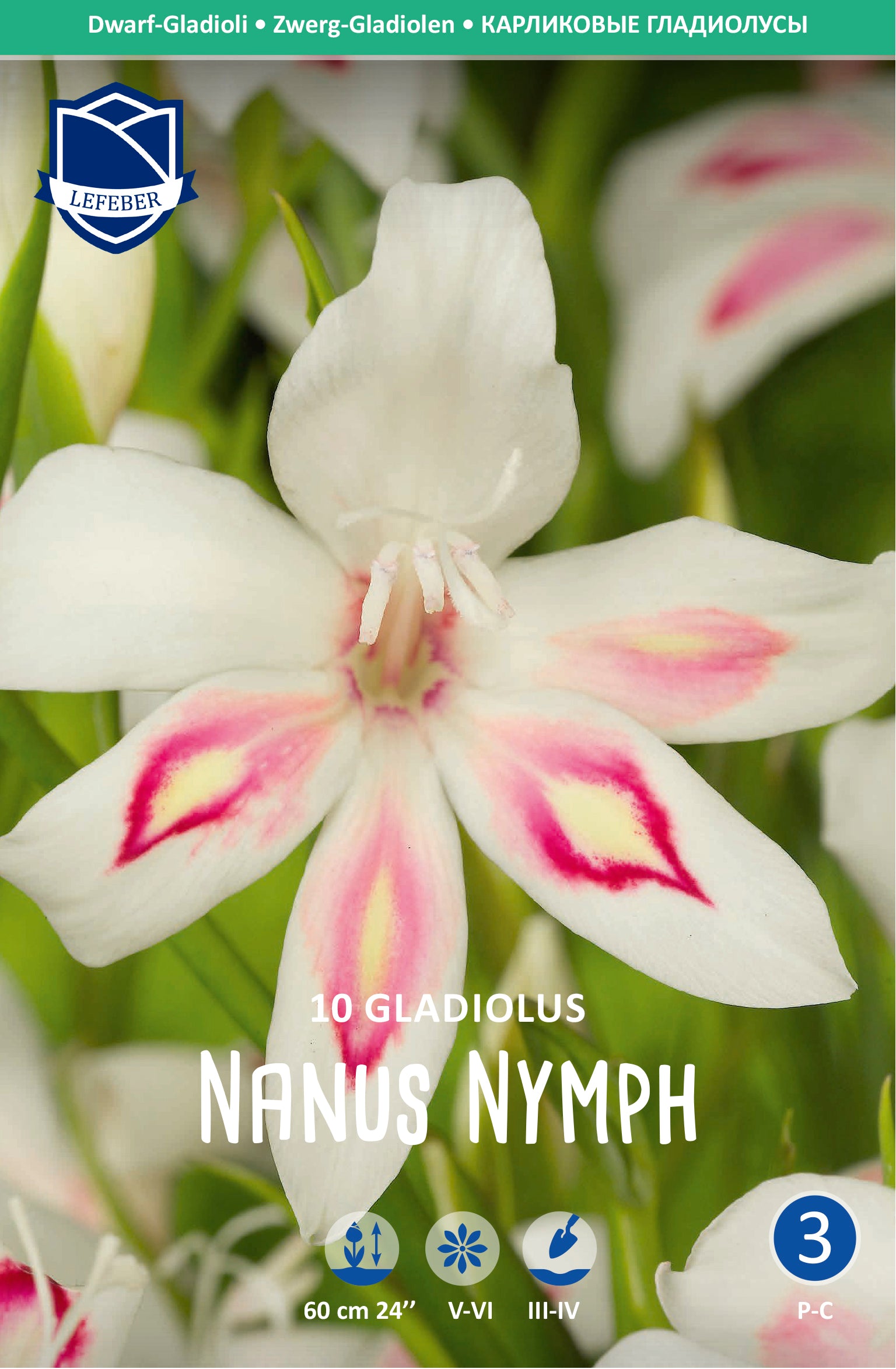 Gladiolus Nanus Nymph
