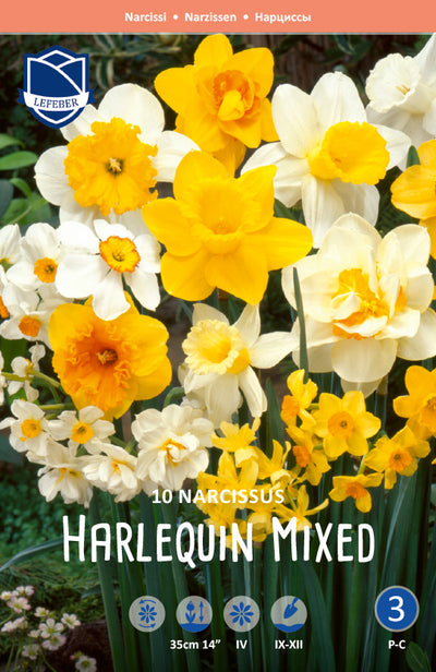 Narcissus Harlequin Mix Jack the Grower