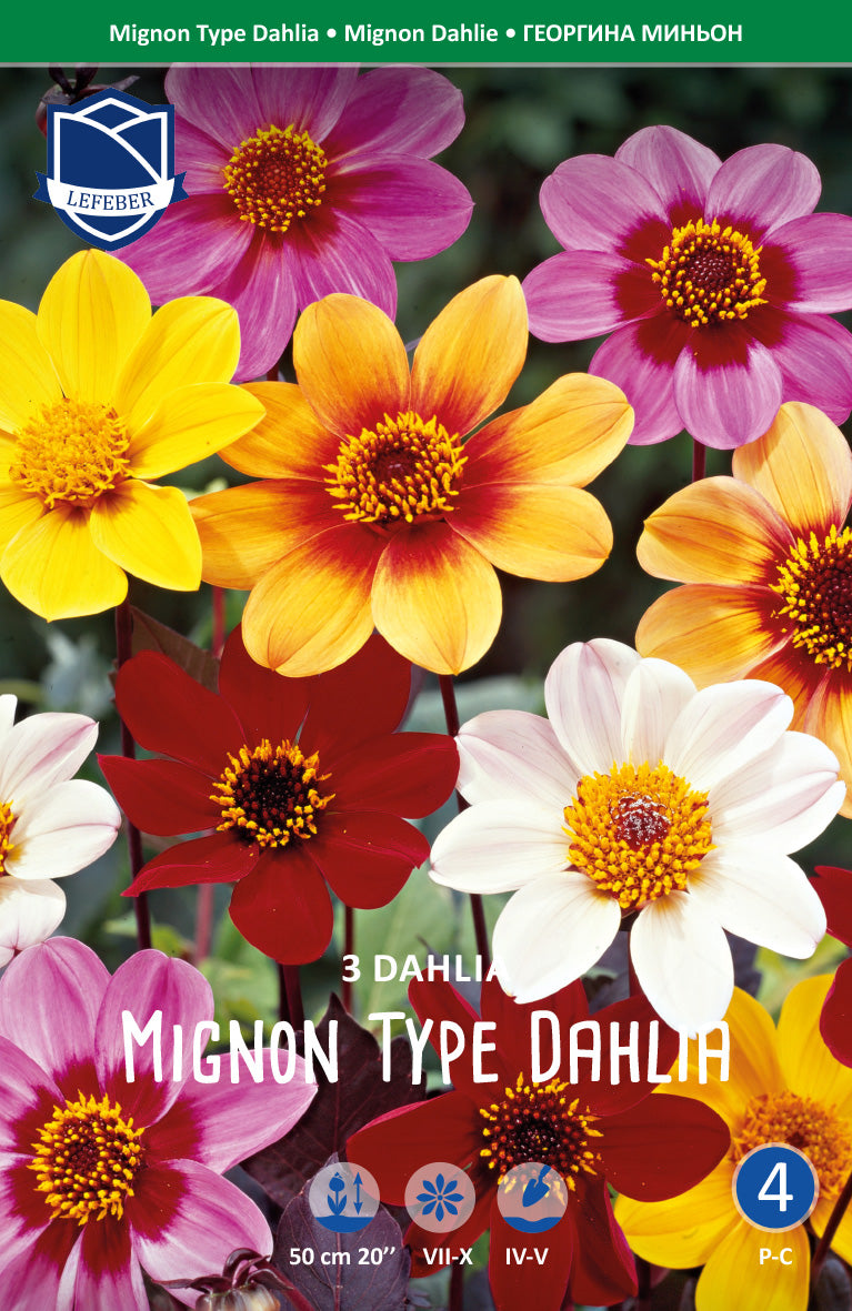Dahlia Mignon Type Gemengd