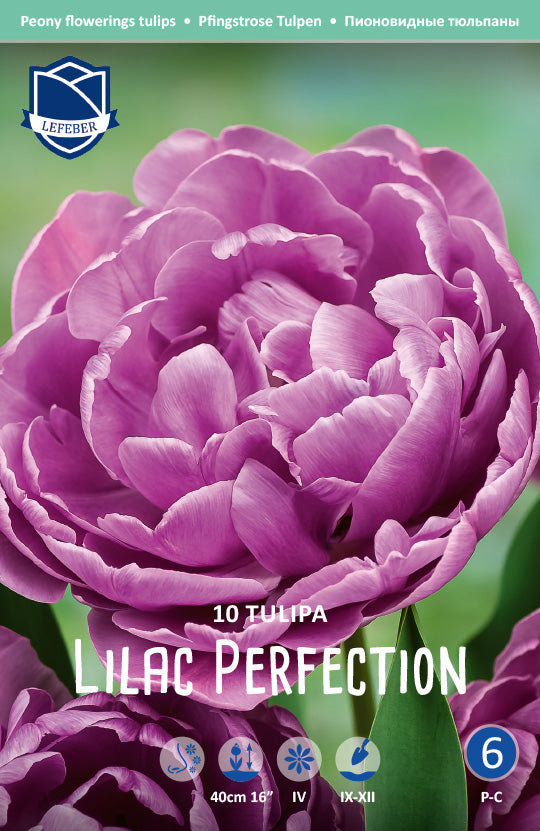 Tulipa Lilac Perfection