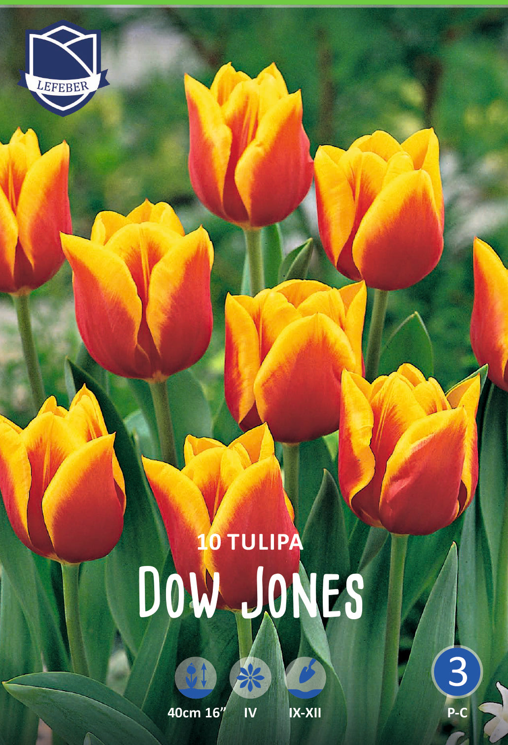 Tulipa Dow Jones