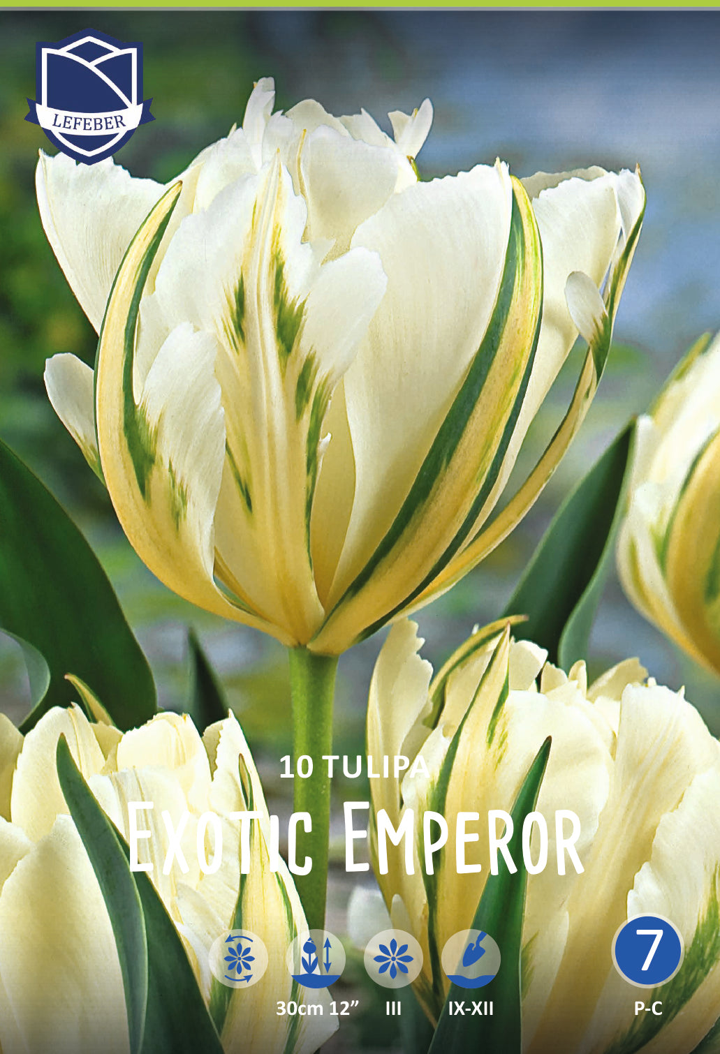 Tulipa Exotic Emperor Jack the Grower