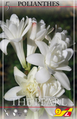 Polianthes Tuberosa The Pearl