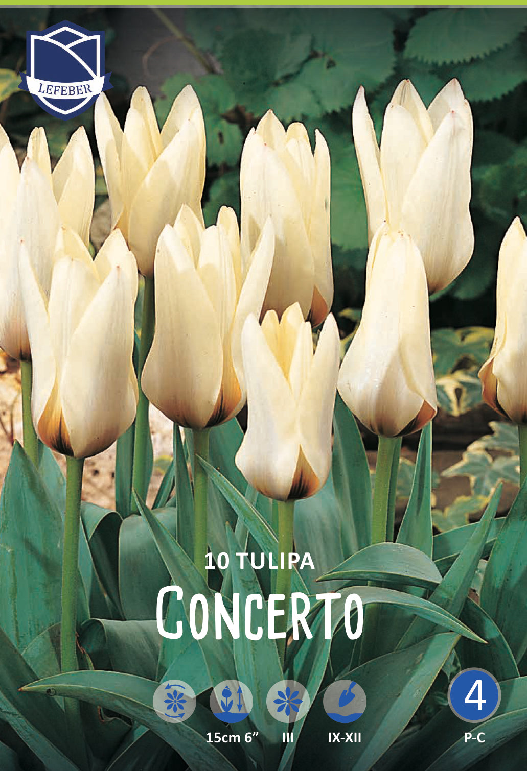 Tulpe Concerto Jack the Grower