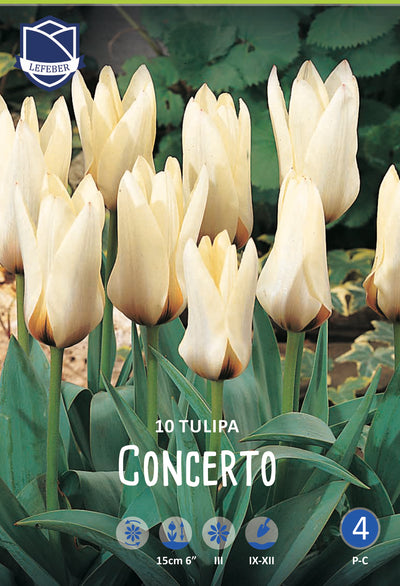 Tulipa Concerto Jack the Grower