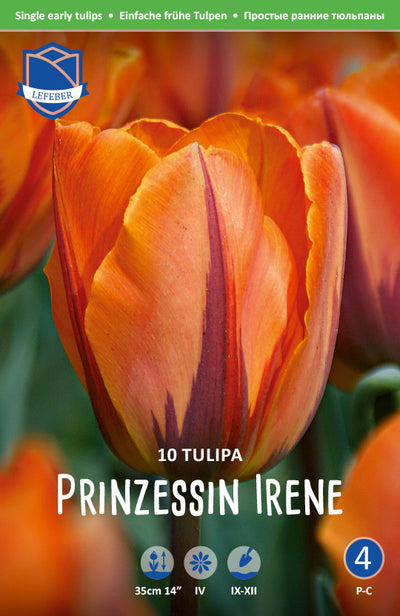Tulipa Prinzessin Irene Jack the Grower