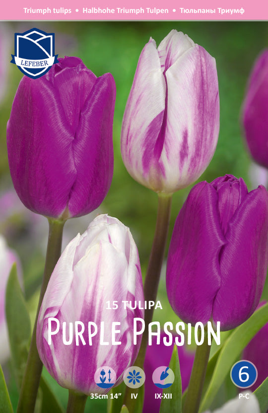Tulpe Purple Passion