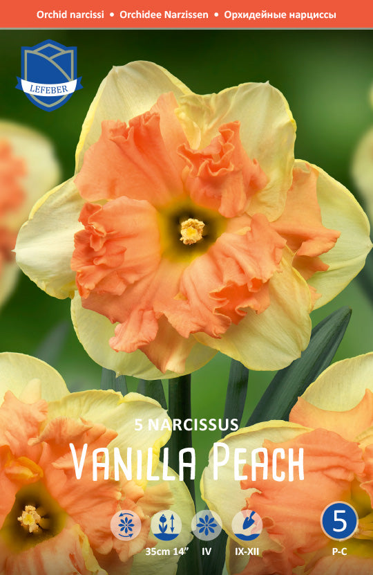 Narcissus Vanilla Peach Jack the Grower