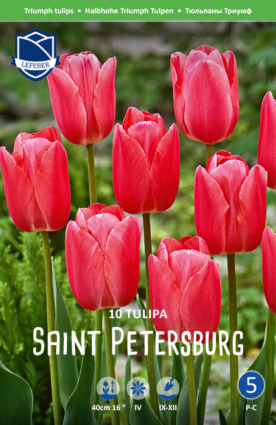 Tulipa Saint Petersburg Jack the Grower