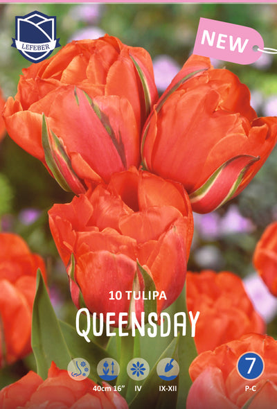 Tulipa Queensday Jack the Grower