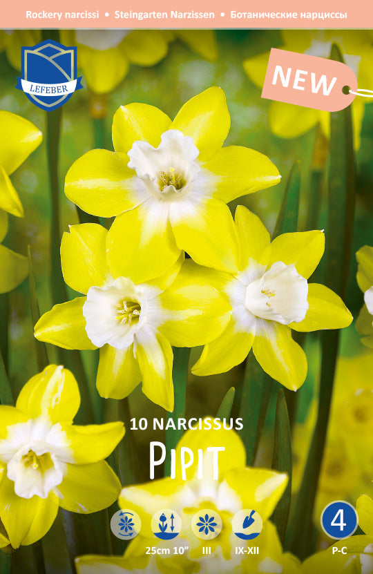 Narcissus Pipit Jack the Grower