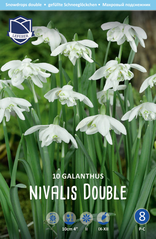Galanthus Nivalis Double Jack the Grower