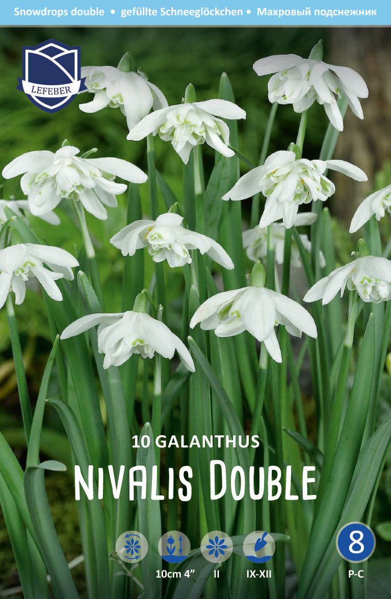Galanthus Nivalis Double Jack the Grower