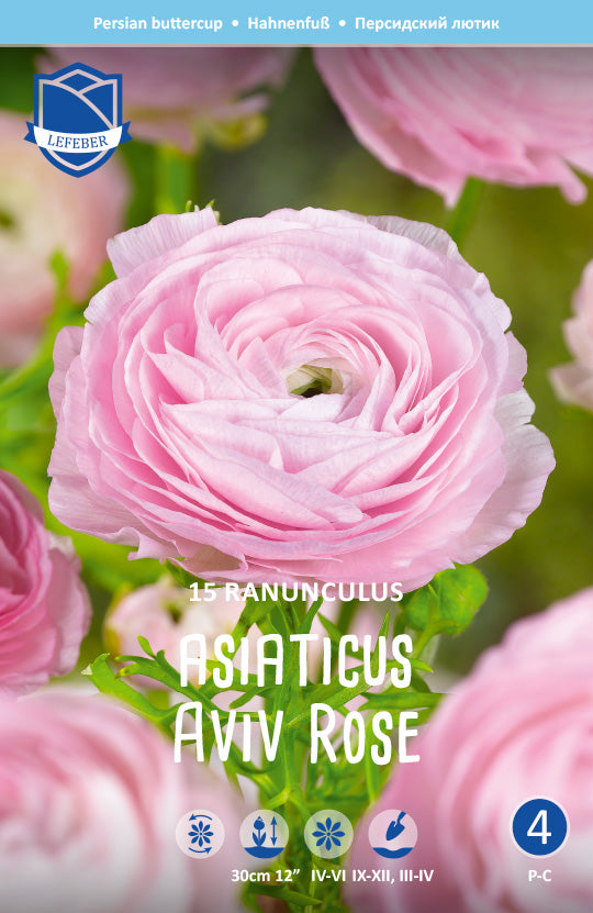 Ranunculus Asiaticus Aviv Rose