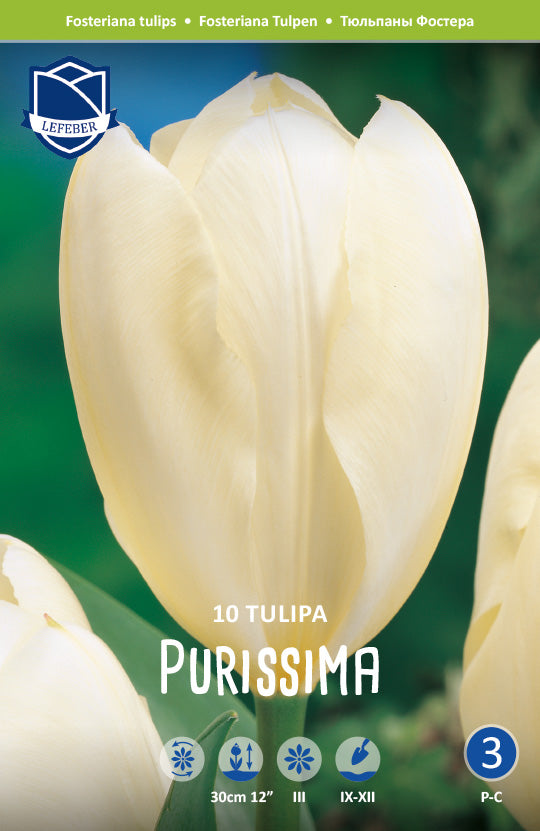 Tulipa Purissima