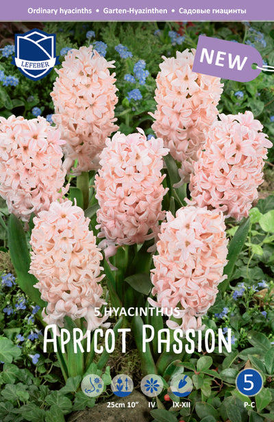 Hyacinthus Apricot Passion Jack the Grower