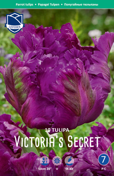 Tulipa Victoria's Secret Jack the Grower