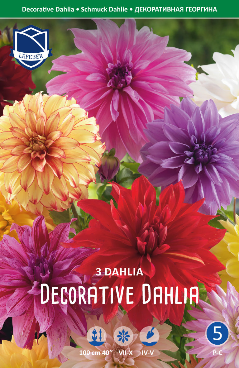 Dahlia Decorative Mixed Jack the Grower