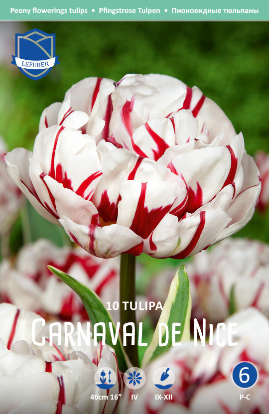Tulipa Carnaval de Nice