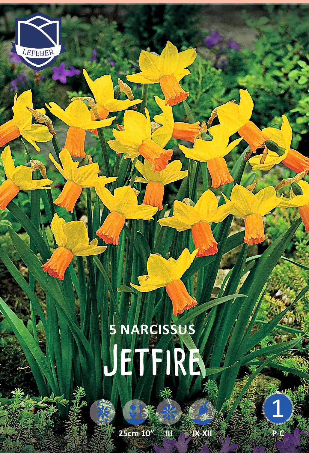 Narcissus Jetfire Jack the Grower