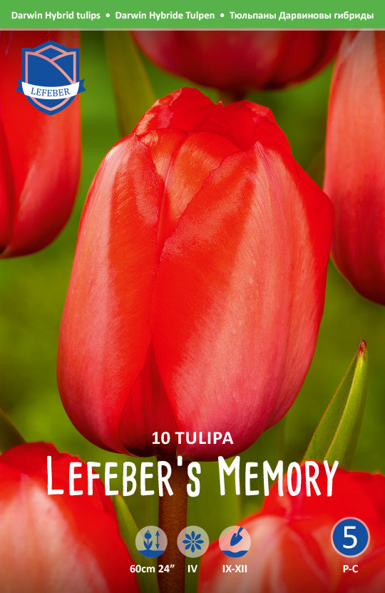 Tulipa Lefeber's Memory