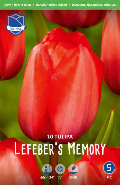 Tulipa Lefeber's Memory Jack the Grower