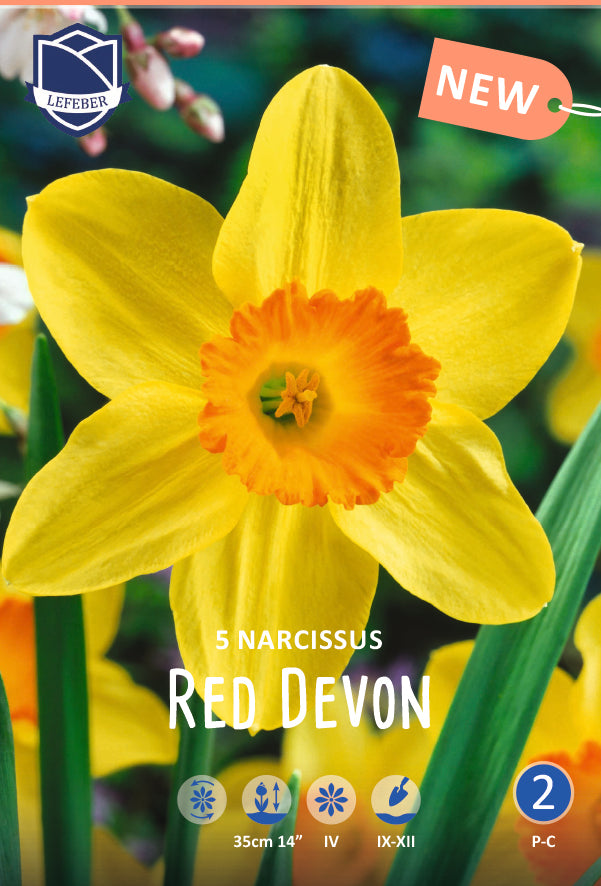 Narcissus Red Devon Jack the Grower