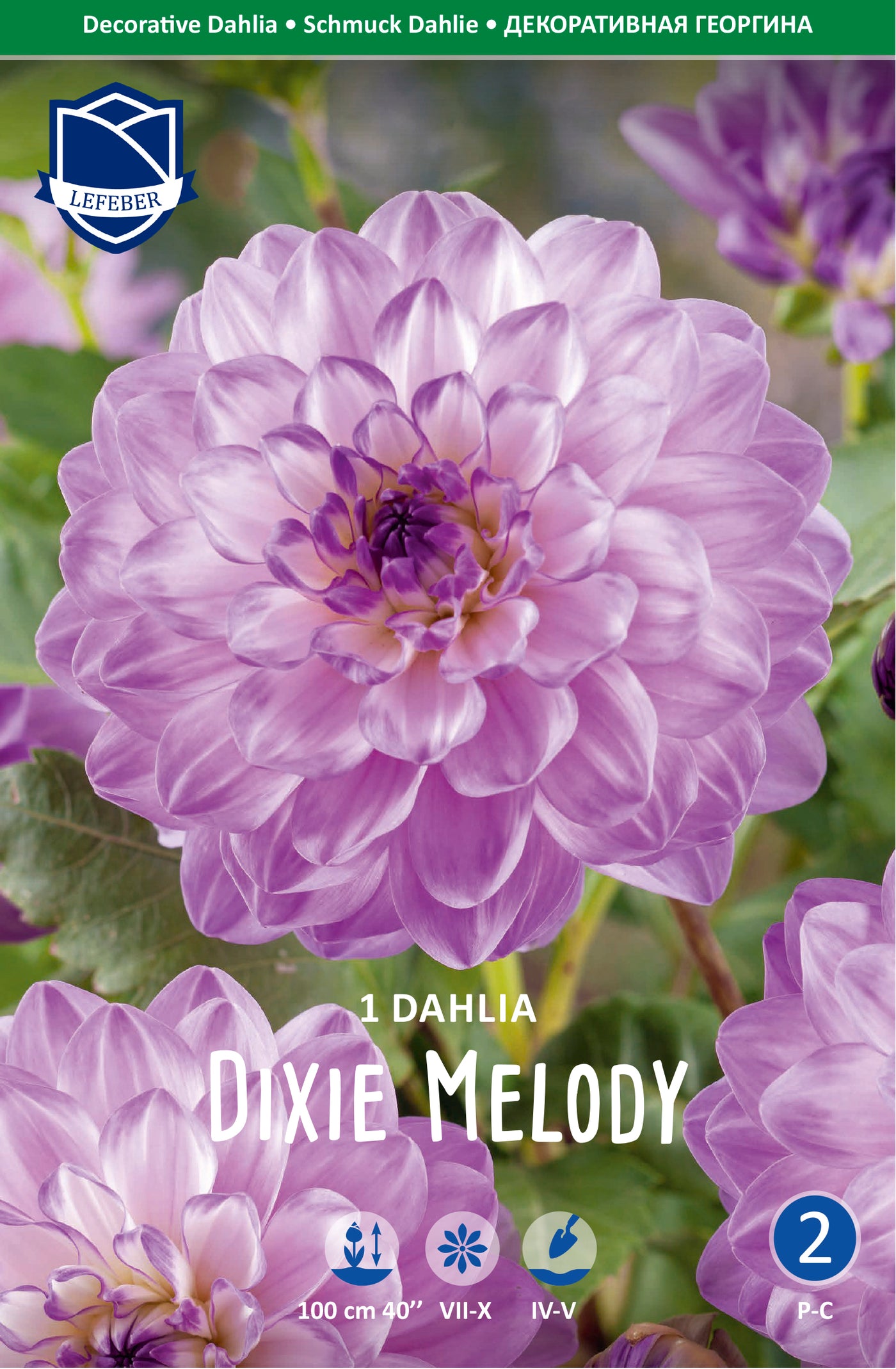Dahlie Dixie Melody Jack the Grower