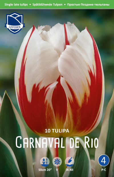 Tulipa Carnaval de Rio Jack the Grower