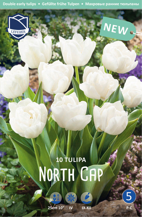 Tulipa North Cap Jack the Grower