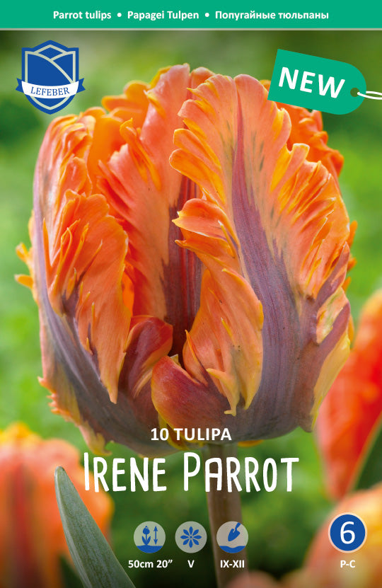 Tulipa Irene Parrot