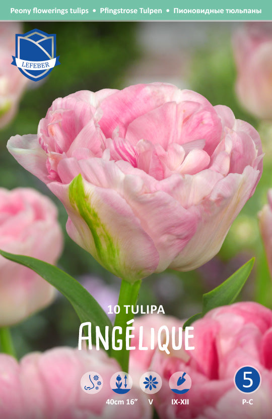 Tulpe Angelique Jack the Grower