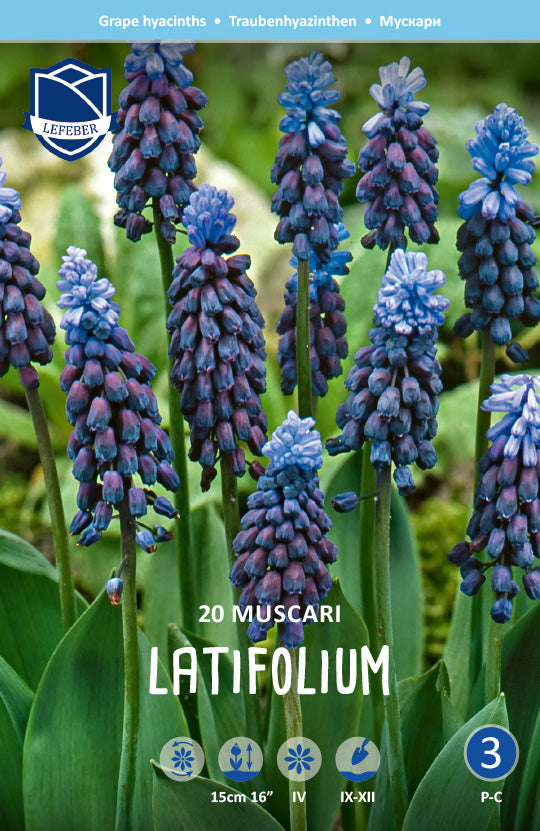 Muscari Latifolium Jack the Grower (blauwe druifjes)