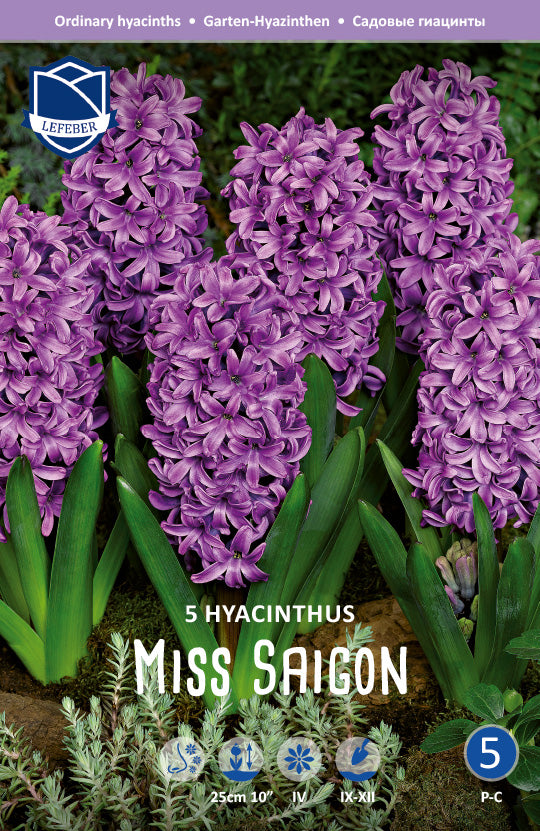 Hyacinthus Miss Saigon Jack the Grower