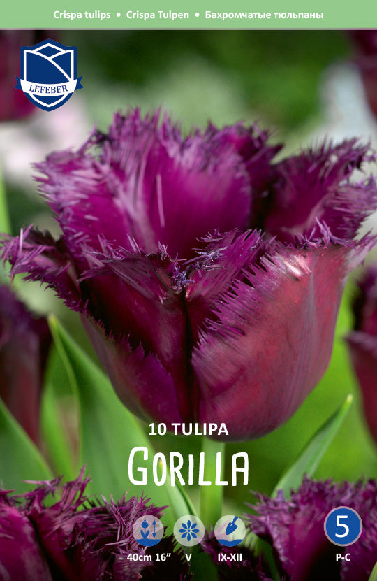 Tulipa Gorilla