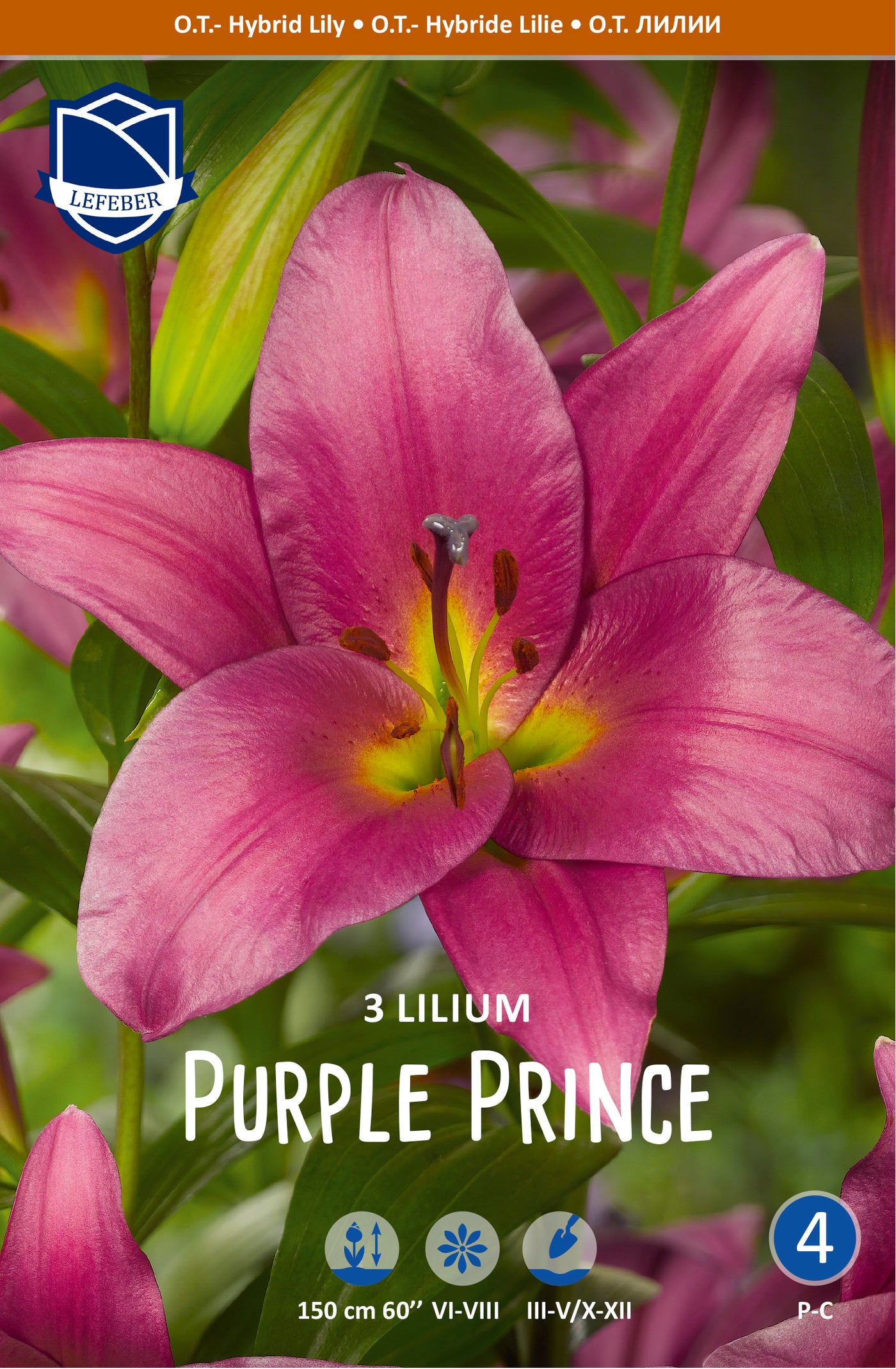 Lilium Purple Prince Jack the Grower