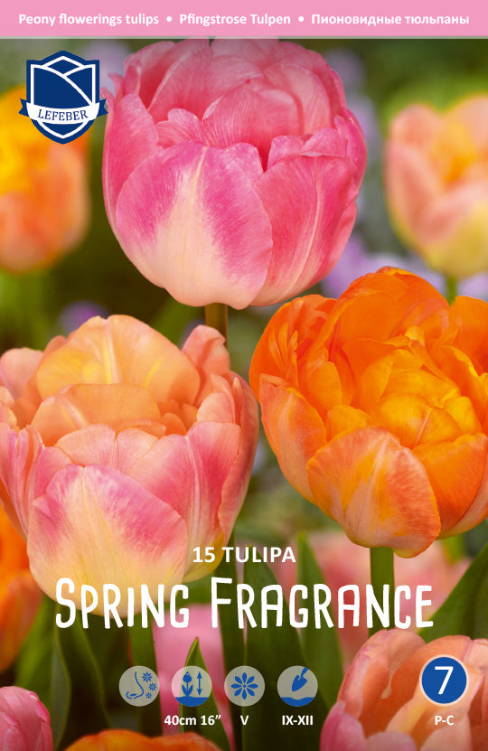 Tulipa Spring Fragrance Jack the Grower