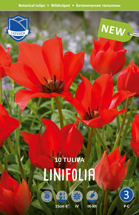 Tulipa Linifolia