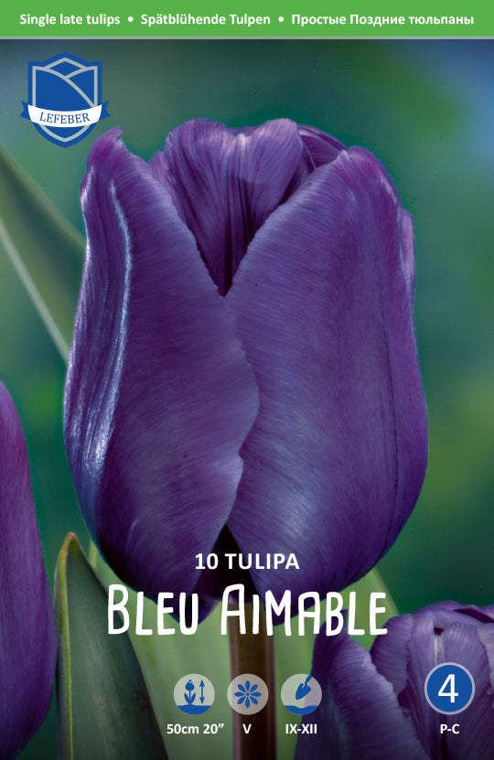 Tulipa Bleu Aimable Jack the Grower