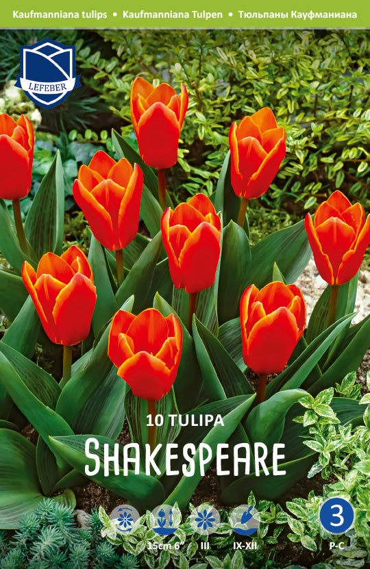 Tulipa Shakespeare Jack the Grower