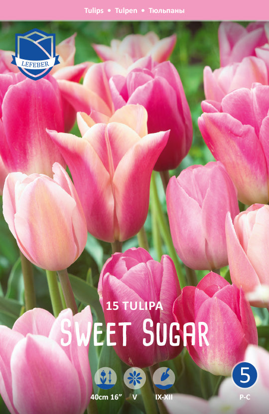 Tulipa Sweet Sugar