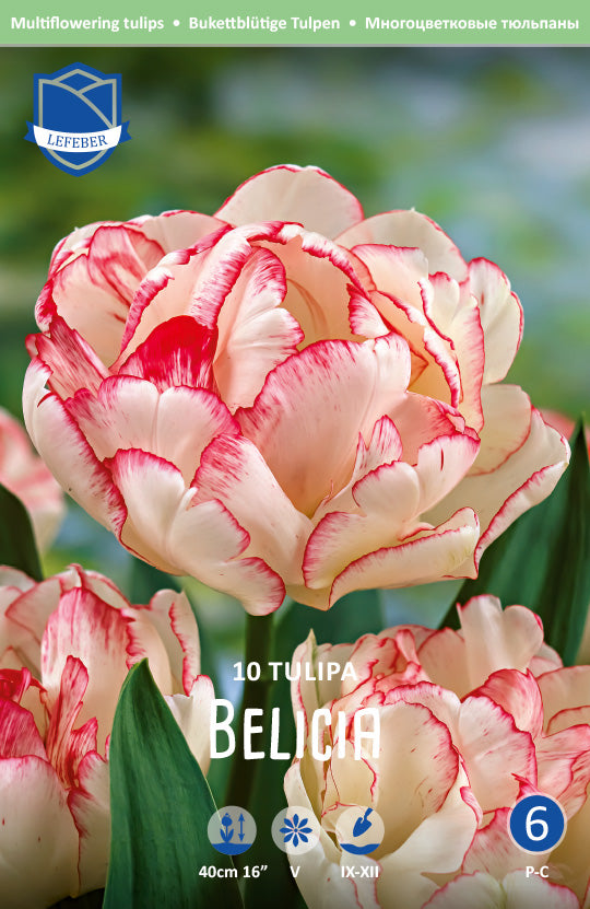 Tulipa Belicia
