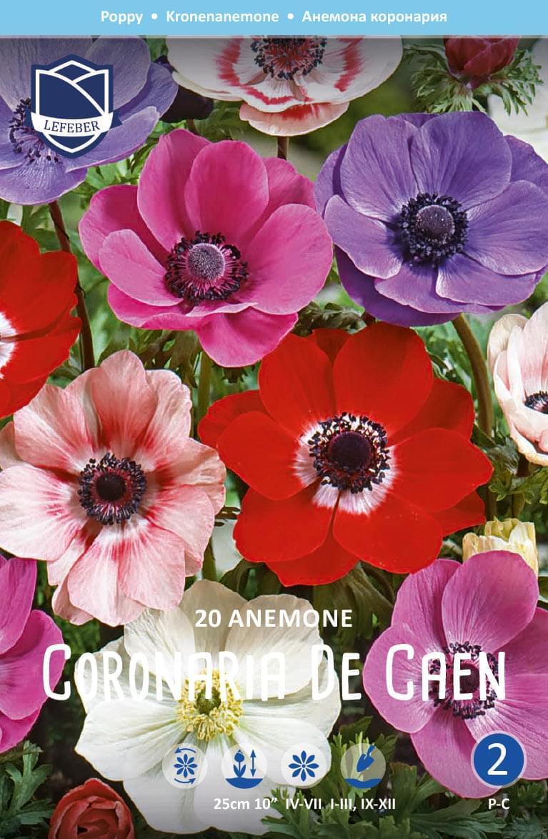 Anemone Coronaria De Caen Jack the Grower
