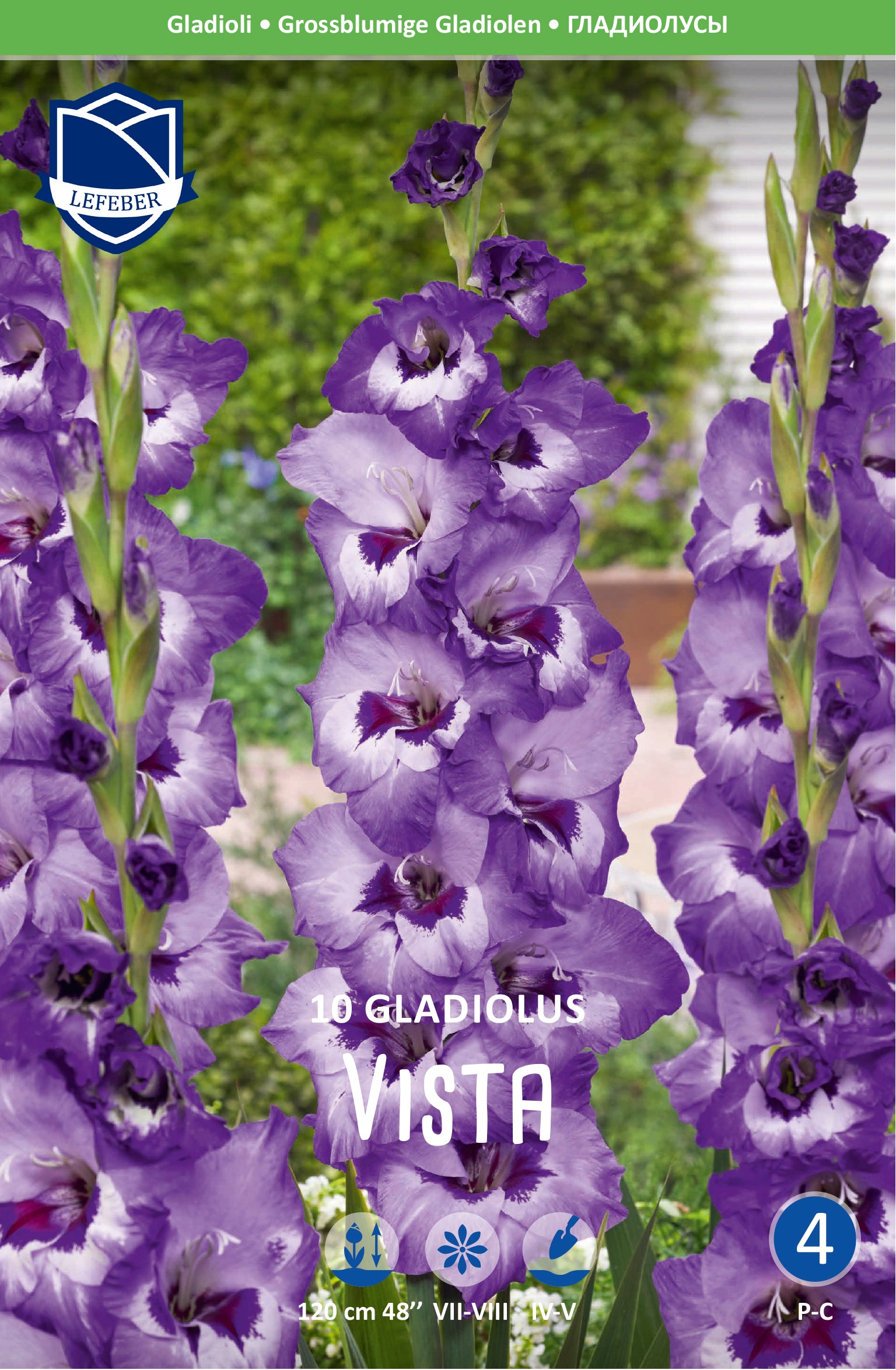 Gladiolus Vista