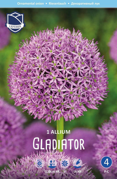 Allium Gladiator Jack the Grower