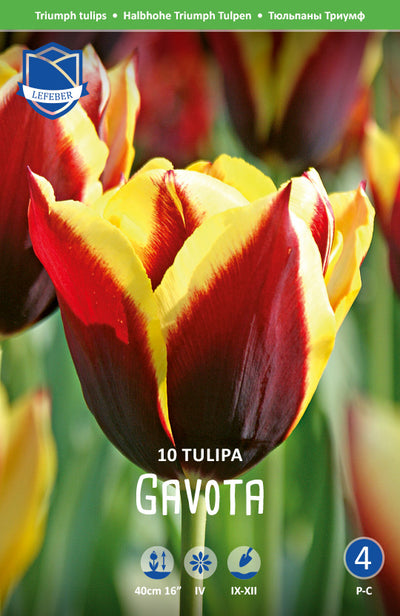 Tulipa Gavota Jack the Grower