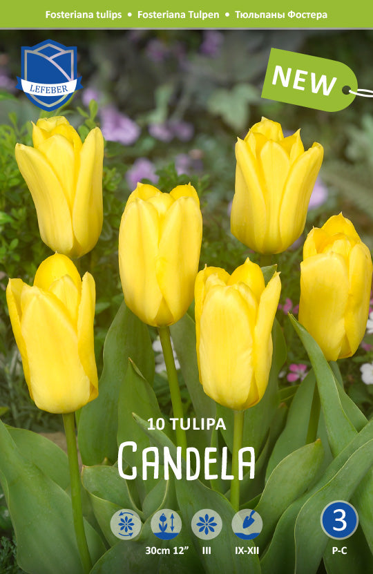 Tulipa Candela